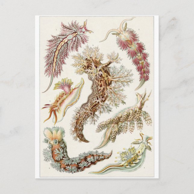 Ernst Haeckel Art Postcard: Nudibranchia Postcard (Front)