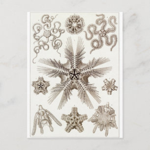 Ernst Haeckel Art Postcard: Ophiodea Postcard