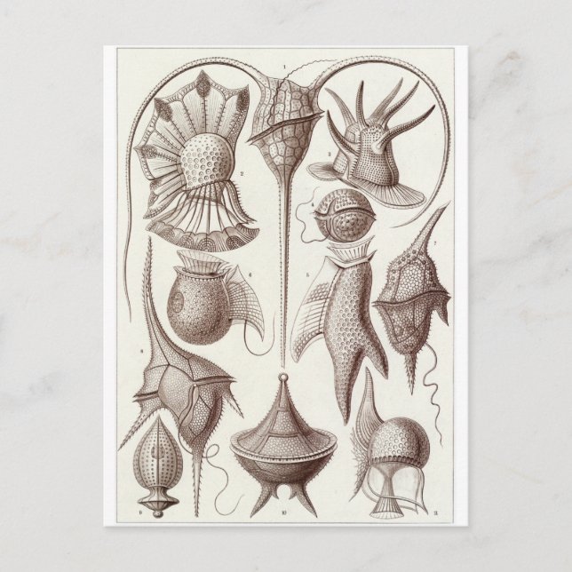 Ernst Haeckel Art Postcard: Peridinea Postcard (Front)