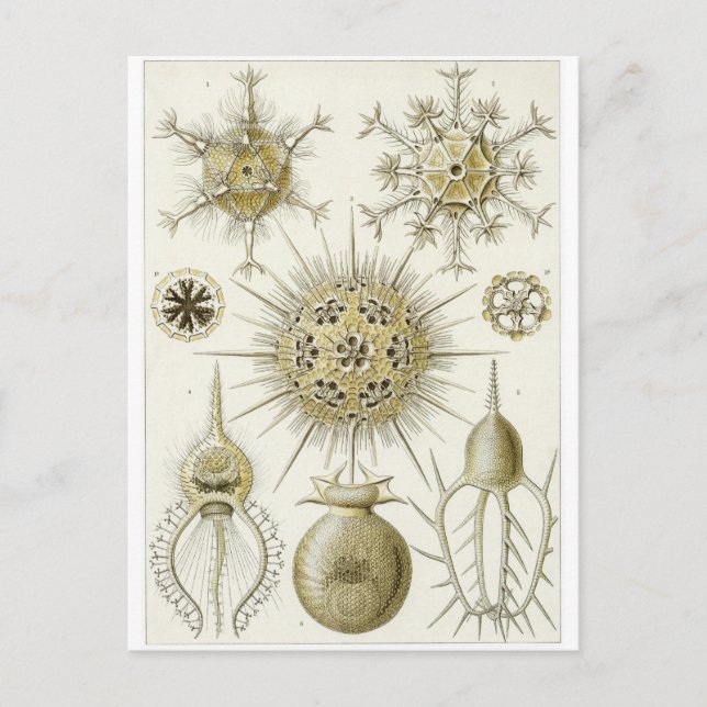 Ernst Haeckel Art Postcard: Phaeodaria Postcard (Front)