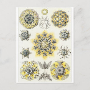 Ernst Haeckel Art Postcard: Polycyttaria Postcard