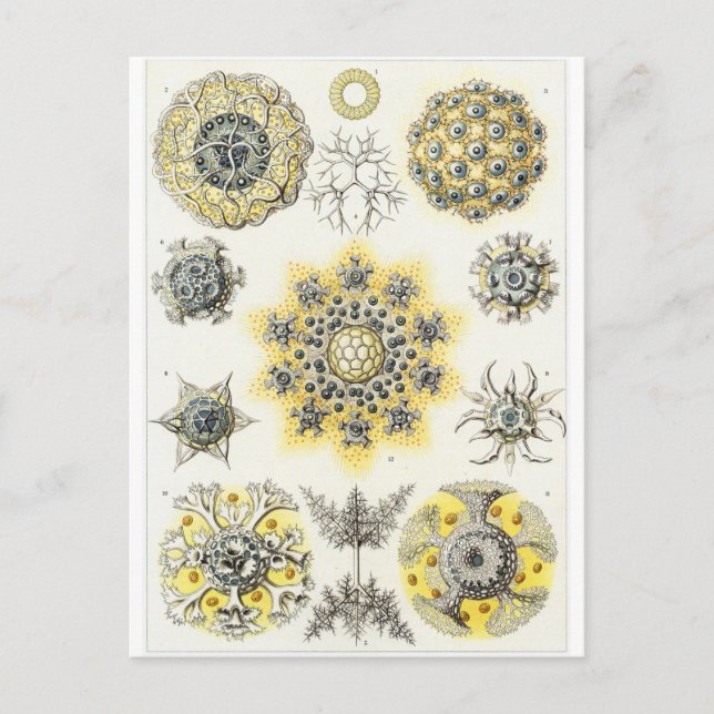 Ernst Haeckel Art Postcard: Polycyttaria Postcard (Front)