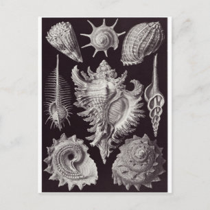 Ernst Haeckel Art Postcard: Prosobranchia Postcard