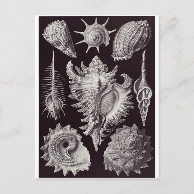 Ernst Haeckel Art Postcard: Prosobranchia Postcard (Front)