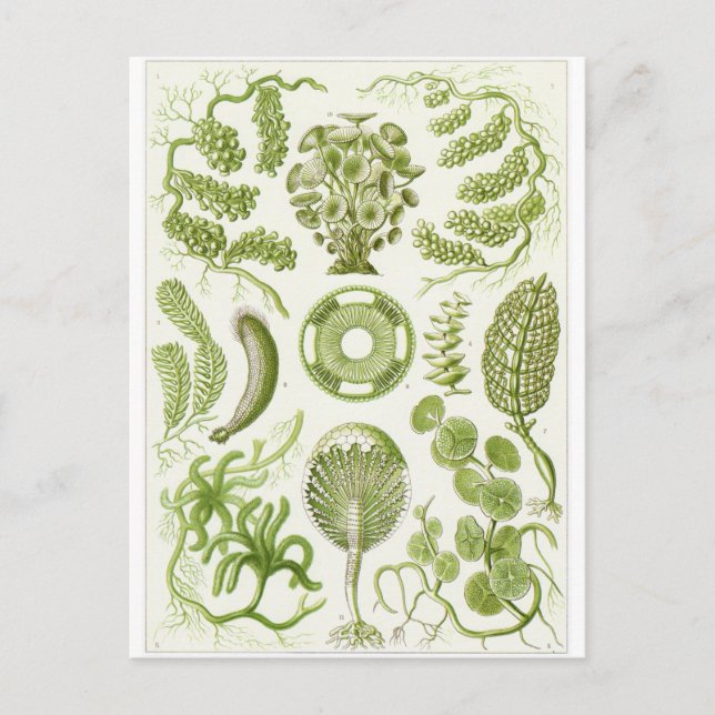 Ernst Haeckel Art Postcard: Siphoneae Postcard (Front)