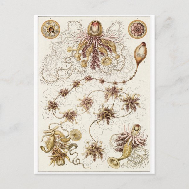 Ernst Haeckel Art Postcard: Siphonophorae Postcard (Front)