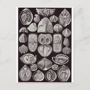 Ernst Haeckel Art Postcard: Spirobranchia Postcard