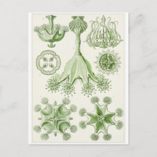Ernst Haeckel Art Postcard: Stauromedusae Postcard