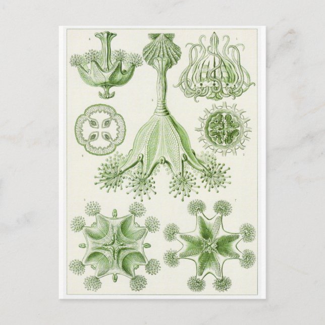 Ernst Haeckel Art Postcard: Stauromedusae Postcard (Front)