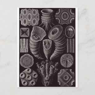 Ernst Haeckel Art Postcard: Tetracoralla Postcard