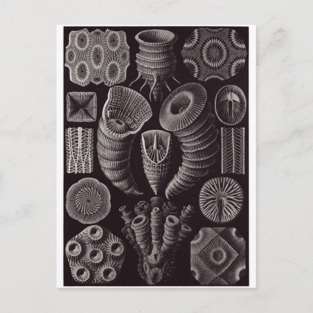 Ernst Haeckel Art Postcard: Tetracoralla Postcard (Front)