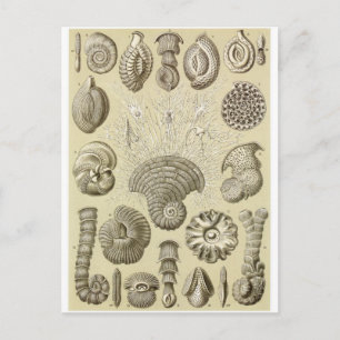 Ernst Haeckel Art Postcard: Thalamophora Postcard