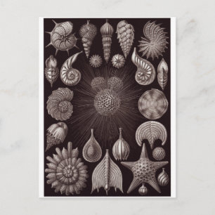 Ernst Haeckel Art Postcard: Thalamphora Postcard