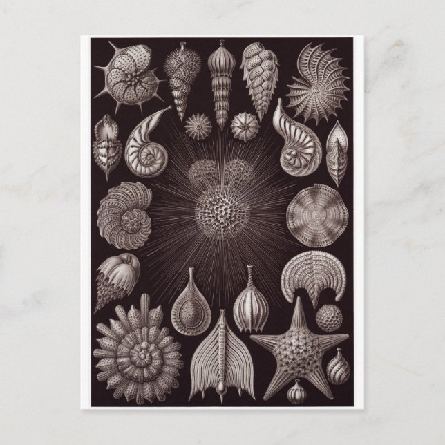 Ernst Haeckel Art Postcard: Thalamphora Postcard (Front)