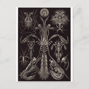 Ernst Haeckel Art Postcard: Thoracostraca Postcard