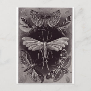 Ernst Haeckel Art Postcard: Tineida Postcard