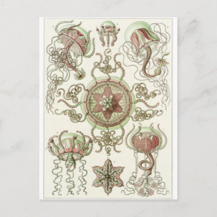 Ernst Haeckel Art Postcard: Trachomedusae Postcard
