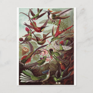 Ernst Haeckel Art Postcard: Trochilidae Postcard