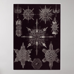 Ernst Haeckel Art Print: Acanthophracta Poster