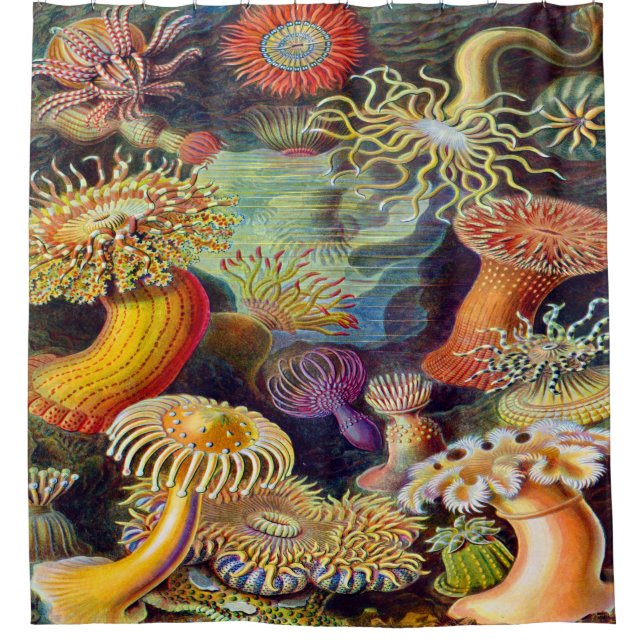 Ernst Haeckel Art Print:Actiniae (Front)