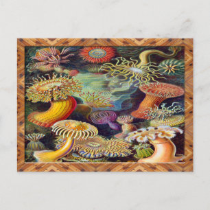 Ernst Haeckel Art Print:Actiniae Postcard