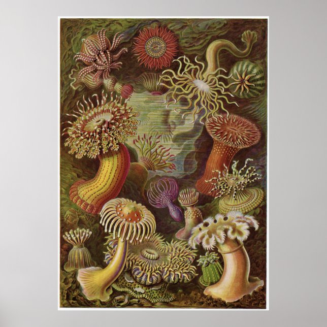 Ernst Haeckel Art Print: Actiniae Poster (Front)