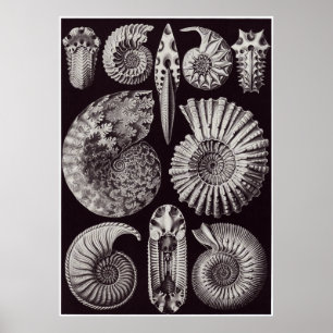Ernst Haeckel Art Print: Ammonitida Poster