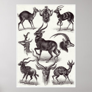 Ernst Haeckel Art Print: Antilopina Poster