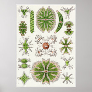 Ernst Haeckel Art Print: Desmidiea Poster