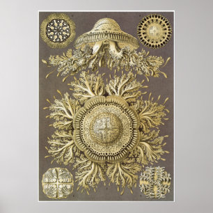 Ernst Haeckel Art Print: Discomedusae Poster
