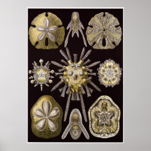 Ernst Haeckel Art Print: Echinidea Poster