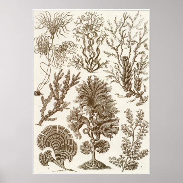 Ernst Haeckel Art Print: Fucoideae Poster (Front)