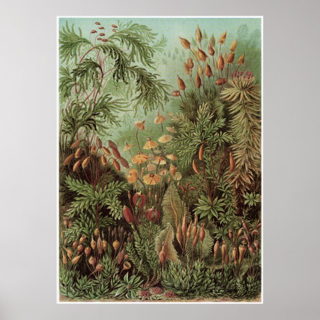 Ernst Haeckel Art Print: Muscinae Poster (Front)