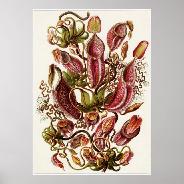 Ernst Haeckel Art Print: Nepenthaceae Poster (Front)