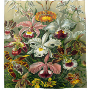 Ernst Haeckel Art Print:Orchidae Oncidiums, tulips