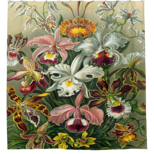 Ernst Haeckel Art Print:Orchidae Oncidiums, tulips (Front)