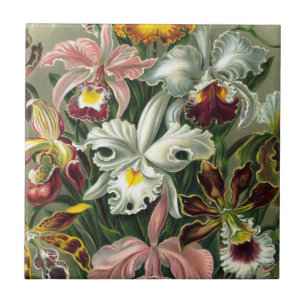 Ernst Haeckel Art Print:Orchidae Oncidiums, tulips Tile