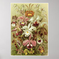 Ernst Haeckel Art Print: Orchidae