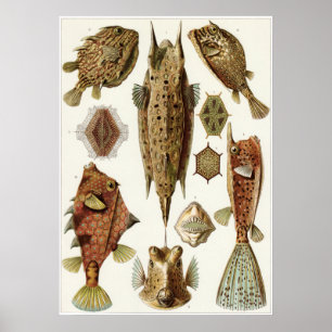 Ernst Haeckel Art Print: Ostraciontes Poster