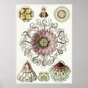 Ernst Haeckel Art Print: Peromedusae Poster