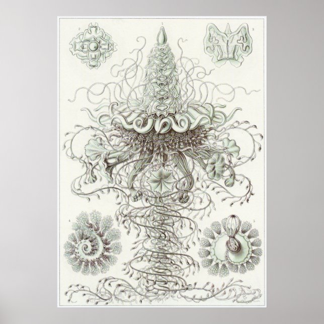 Ernst Haeckel Art Print: Siphonophorae Poster (Front)