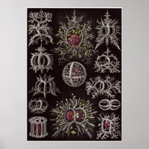 Ernst Haeckel Art Print: Stephoidea Poster