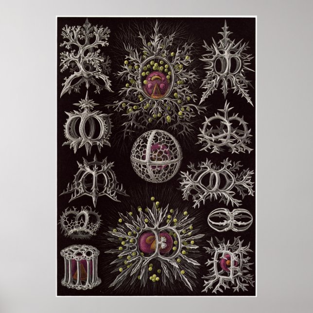 Ernst Haeckel Art Print: Stephoidea Poster (Front)