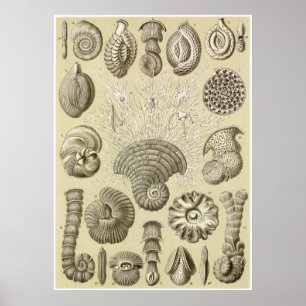 Ernst Haeckel Art Print: Thalamophora Poster
