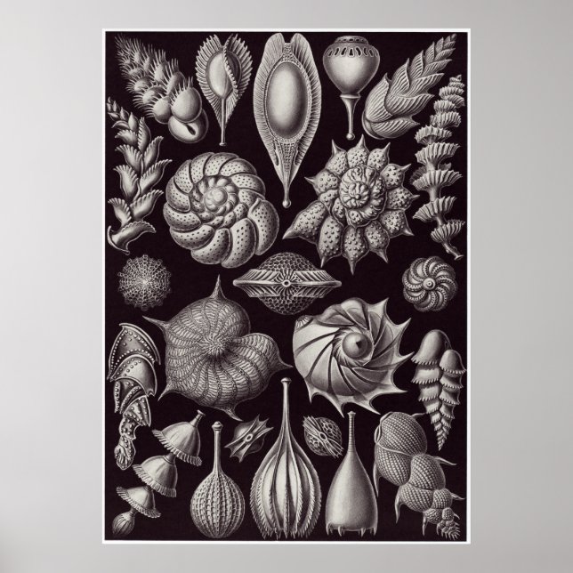 Ernst Haeckel Art Print: Thalamophora Poster (Front)