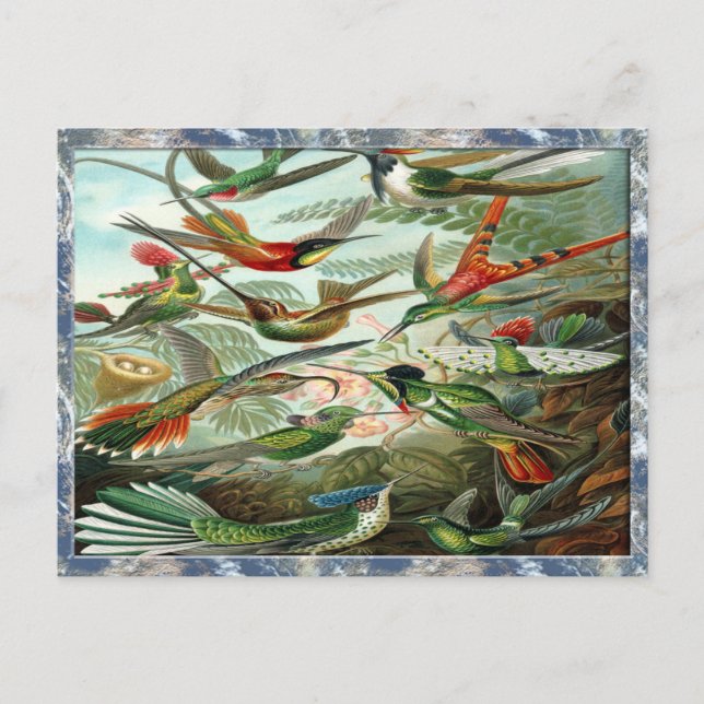 Ernst Haeckel Art Print: Trochilidae Postcard (Front)