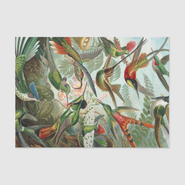 Ernst Haeckel Art Print: Trochilidae Tissue Paper (Front)