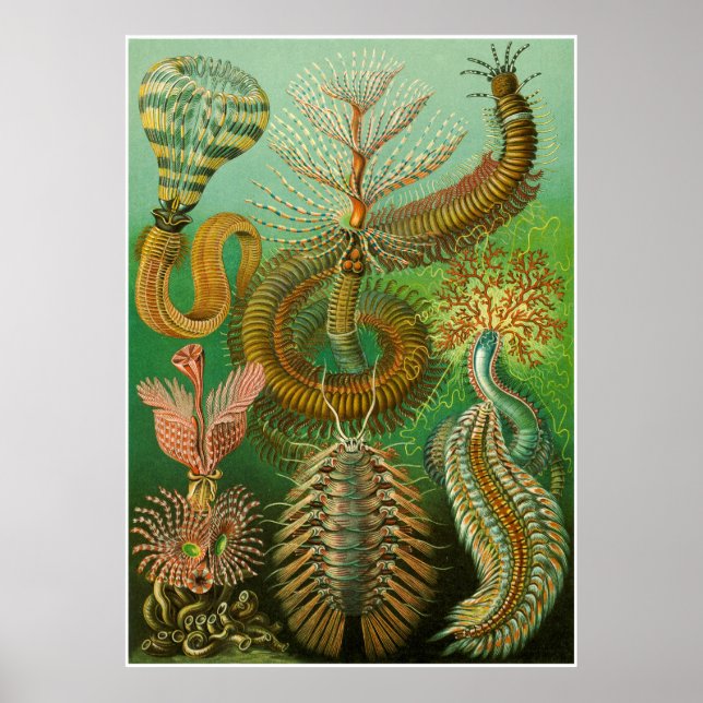 Ernst Haeckel Artforms Of Nature Print (Front)