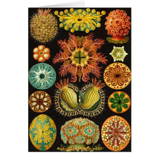 Ernst Haeckel - Ascidiae (Devant)