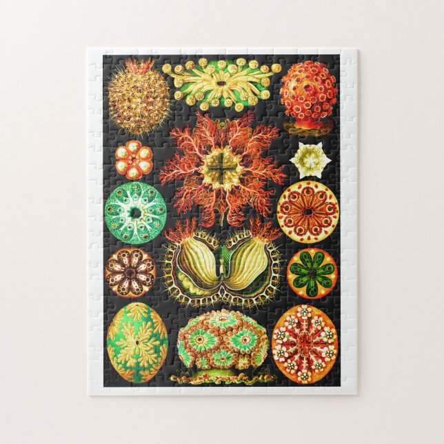 Ernst Haeckel Ascidiae Jigsaw Puzzle (Vertical)